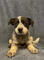 Roxy, a female Australian Cattle Dog for sale in Hillsboro, WI – 2 of 5