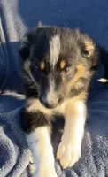 Sadie, a female Australian Shepherd for sale in Hillsboro, WI – 5 of 5
