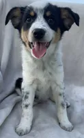 Olivia , a male Australian Cattle Dog for sale in Hillsboro, WI – 2 of 5