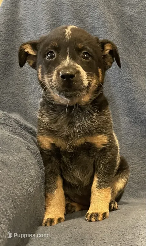 Tilly – Australian Cattle Dog puppy for sale in Hillsboro, WI
