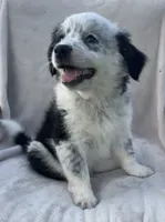 Ollie, a male Australian Cattle Dog for sale in Hillsboro, WI – 5 of 7