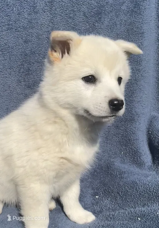Mochi – Shiba Inu puppy for sale in Hillsboro, WI