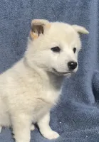 Mochi, a male Shiba Inu for sale in Hillsboro, WI – 1 of 6