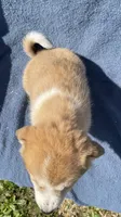 Misty, a female Shiba Inu for sale in Hillsboro, WI – 5 of 5