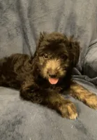 Willow , a female English Shepherd and Poodle - Miniature  for sale in Hillsboro, WI – 7 of 8