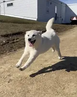 Frosty , a female American Eskimo and Shiba Inu for sale in Hillsboro, WI – Photo 2 of 5