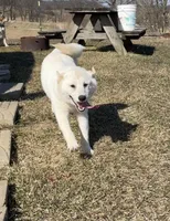 Frosty , a female American Eskimo and Shiba Inu for sale in Hillsboro, WI – Photo 4 of 5