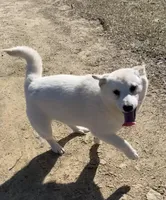 Frosty , a female American Eskimo and Shiba Inu for sale in Hillsboro, WI – Photo 3 of 5