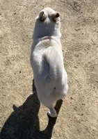 Frosty , a female American Eskimo and Shiba Inu for sale in Hillsboro, WI – Photo 5 of 5
