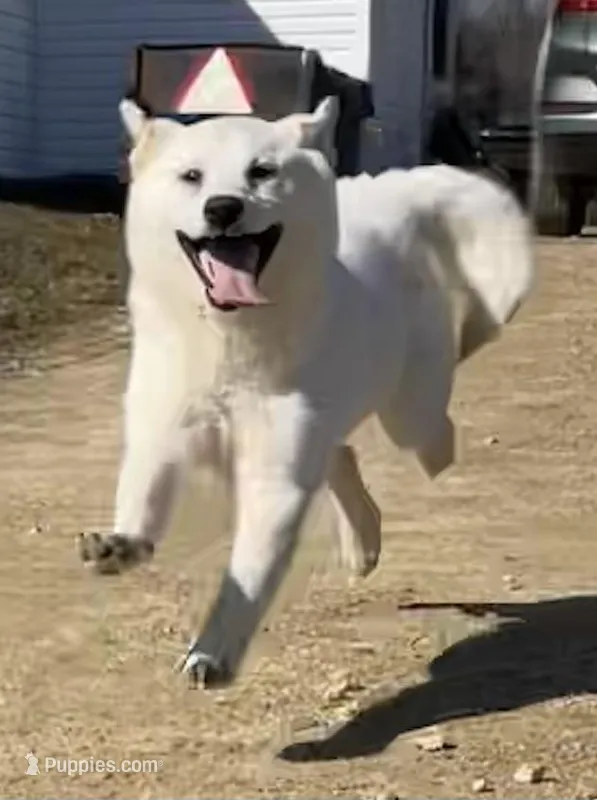 Frosty  – American Eskimo, Shiba Inu puppy for sale in Hillsboro, WI