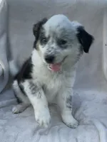 Ollie, a male Australian Cattle Dog for sale in Hillsboro, WI – 6 of 7