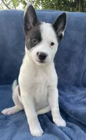 Scout, a male Australian Cattle Dog and Border Collie for sale in Hillsboro, WI – 1 of 6