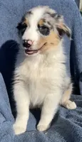 Bandit, a male Australian Shepherd for sale in Hillsboro, WI – 5 of 5