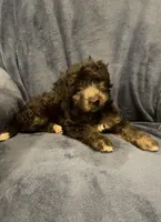 Willow , a female English Shepherd and Poodle - Miniature  for sale in Hillsboro, WI – 4 of 8