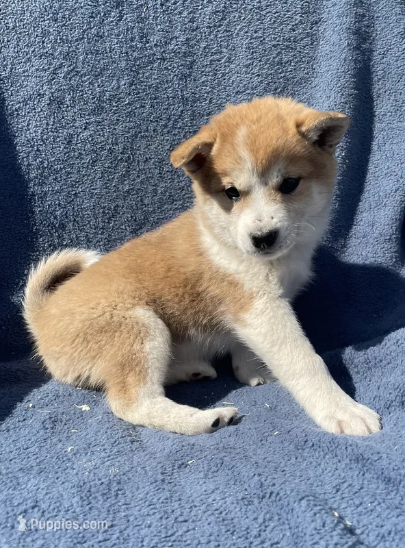 Misty – Shiba Inu puppy for sale in Hillsboro, WI
