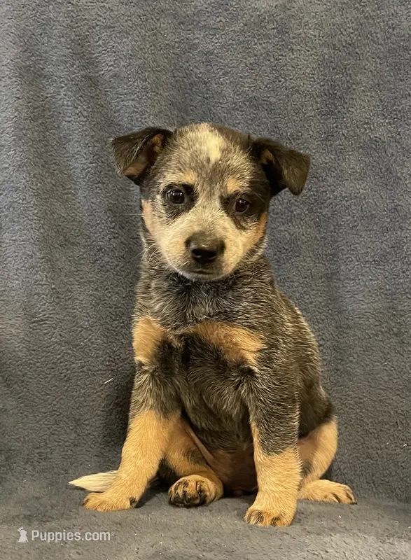 Dusty – Australian Cattle Dog puppy for sale in Hillsboro, WI