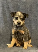 Dusty, a female Australian Cattle Dog for sale in Hillsboro, WI – 2 of 5