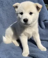 Yuki, a male Shiba Inu for sale in Hillsboro, WI – 3 of 4