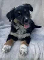 Sammy, a male Australian Cattle Dog for sale in Hillsboro, WI – 4 of 6