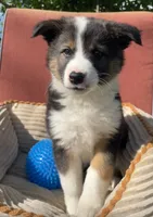 Dusty, a male Australian Cattle Dog and Border Collie for sale in Hillsboro, WI – 5 of 7