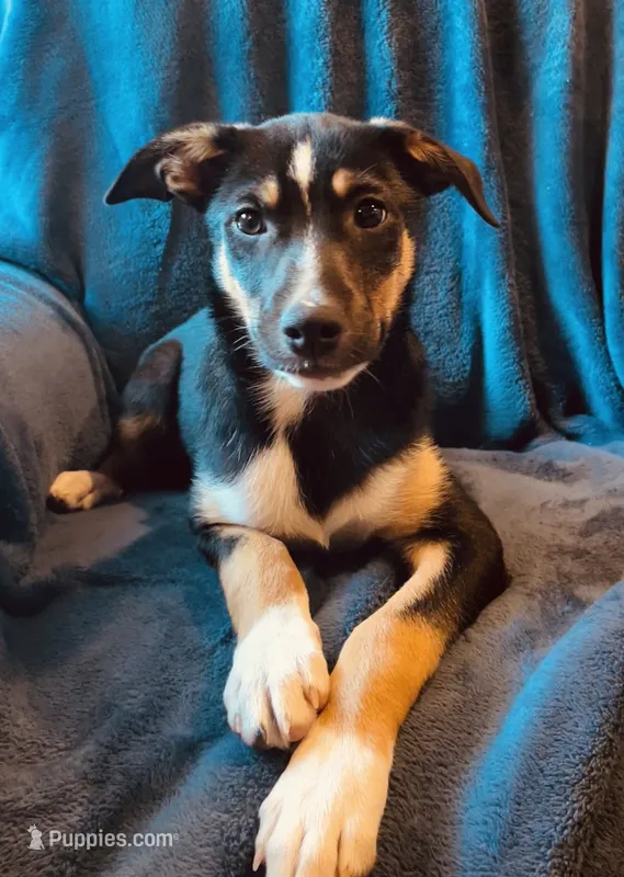 Cody – Australian Cattle Dog, Border Collie puppy for sale in Hillsboro, WI