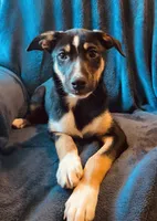 Cody, a male Australian Cattle Dog and Border Collie for sale in Hillsboro, WI – 1 of 5