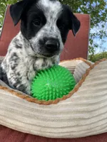Dotty, a female Australian Cattle Dog for sale in Hillsboro, WI – 1 of 5