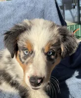 Blue, a male Australian Shepherd for sale in Hillsboro, WI – 2 of 5