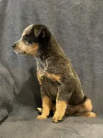 Dusty, a female Australian Cattle Dog for sale in Hillsboro, WI – 4 of 5