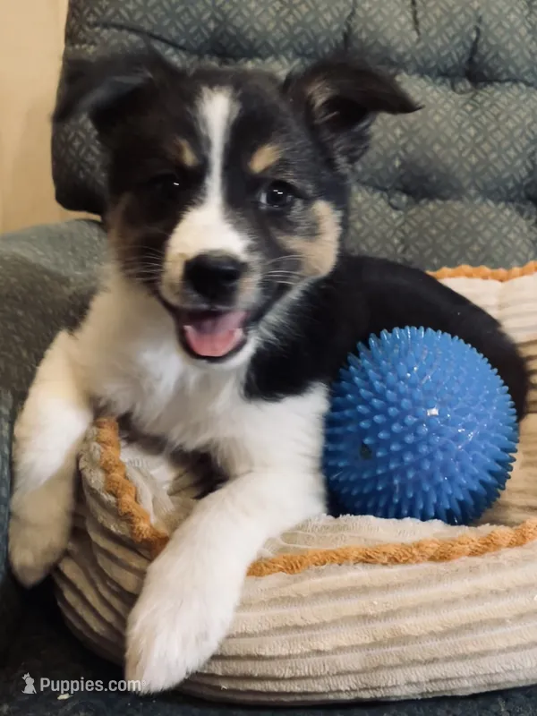 Annie  – Australian Cattle Dog, Border Collie puppy for sale in Hillsboro, WI