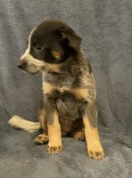 Koda, a female Australian Cattle Dog for sale in Hillsboro, WI – 3 of 5