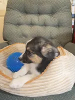 Annie , a female Australian Cattle Dog and Border Collie for sale in Hillsboro, WI – 4 of 7
