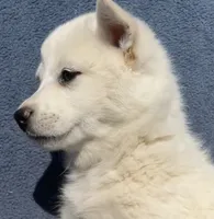 Sugar, a female Shiba Inu for sale in Hillsboro, WI – 2 of 5