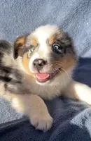 Blue, a male Australian Shepherd for sale in Hillsboro, WI – 4 of 5