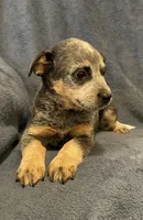 Dusty, a female Australian Cattle Dog for sale in Hillsboro, WI – 3 of 5