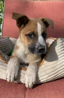 Hunter, a male Australian Cattle Dog and Mountain Cur for sale in Hillsboro, WI – 2 of 5