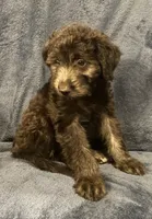 Hazel , a female English Shepherd and Poodle - Miniature  for sale in Hillsboro, WI – 5 of 6