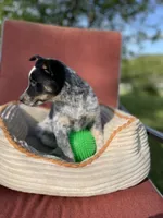 Cheyenne , a female Australian Cattle Dog and Mountain Cur for sale in Hillsboro, WI – 3 of 5