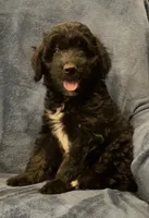 Fin, a male English Shepherd and Poodle - Miniature  for sale in Hillsboro, WI – 5 of 6