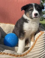 Dusty, a male Australian Cattle Dog and Border Collie for sale in Hillsboro, WI – 7 of 7
