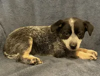 Roxy, a female Australian Cattle Dog for sale in Hillsboro, WI – 5 of 5