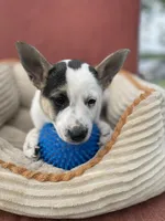 Lassie, a female Australian Cattle Dog for sale in Hillsboro, WI – 3 of 5