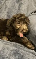 Hazel , a female English Shepherd and Poodle - Miniature  for sale in Hillsboro, WI – 2 of 6