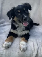 Sammy, a male Australian Cattle Dog for sale in Hillsboro, WI – 5 of 6