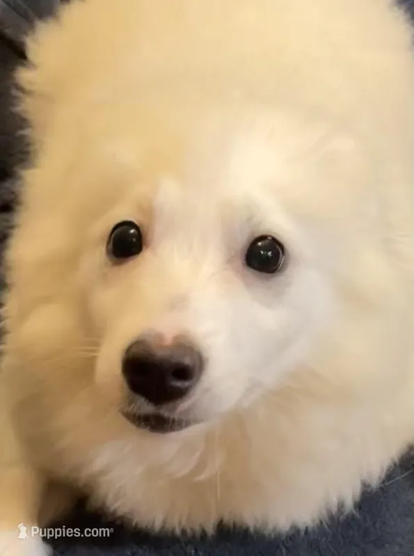 Riley – American Eskimo puppy for sale in Hillsboro, WI