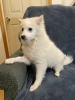 Riley, a female American Eskimo for sale in Hillsboro, WI – Photo 5 of 6
