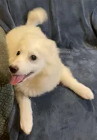 Riley, a female American Eskimo for sale in Hillsboro, WI – Photo 3 of 6