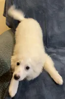 Riley, a female American Eskimo for sale in Hillsboro, WI – Photo 6 of 6