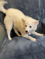 Riley, a female American Eskimo for sale in Hillsboro, WI – Photo 4 of 6