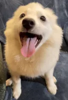 Riley, a female American Eskimo for sale in Hillsboro, WI – Photo 2 of 6